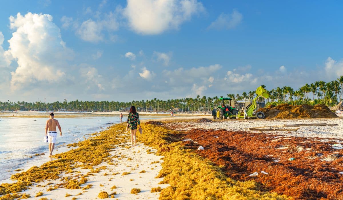 Dominican Republic Government And Universities Join Efforts To Reduce Sargassum