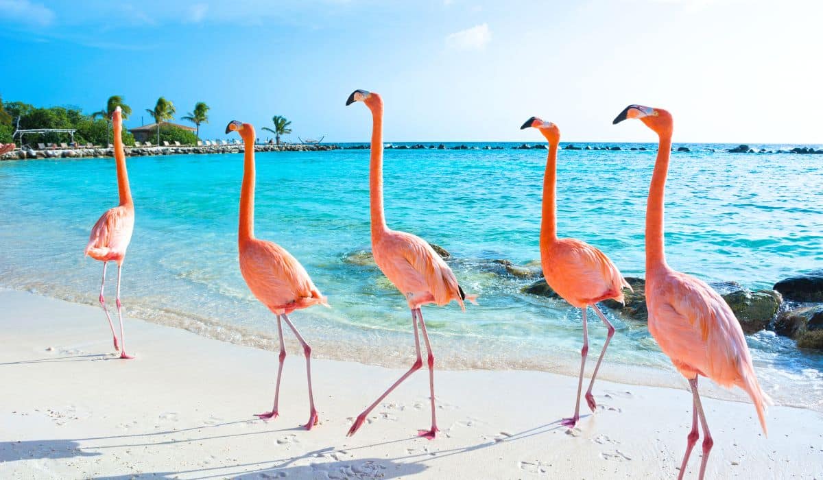 Is Aruba Island Safe To Visit? Travel Advisory 2024