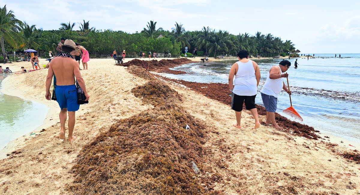 Sargassum Season: Mexican Caribbean Officially Announces The Seaweed Arrival