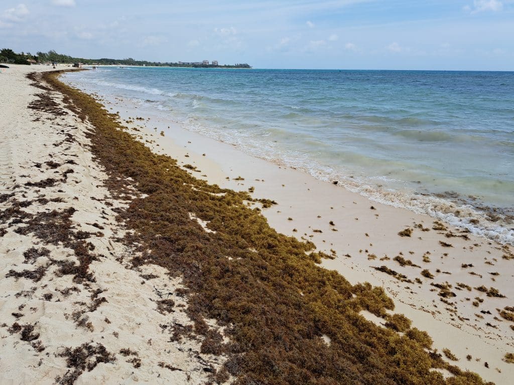 coco beach seaweed - april 16