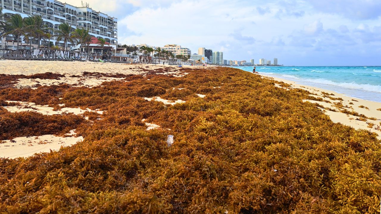 Sargassum Seaweed Alert Raised To Level 3 - Yellow In The Mexican Caribbean