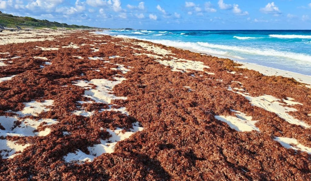 seaweed in cozumel island