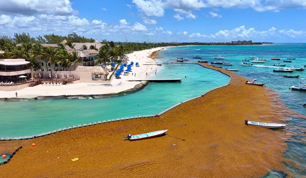 31 Million Tons of Sargassum Set to Impact the Beaches of Florida, Mexico, and the Caribbean