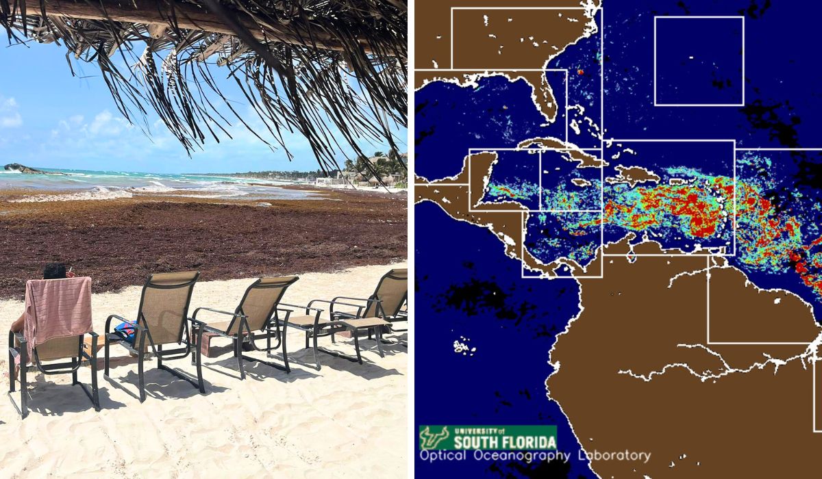 Satellite Images Show Record Influx of Sargassum in Florida and Cancun This May