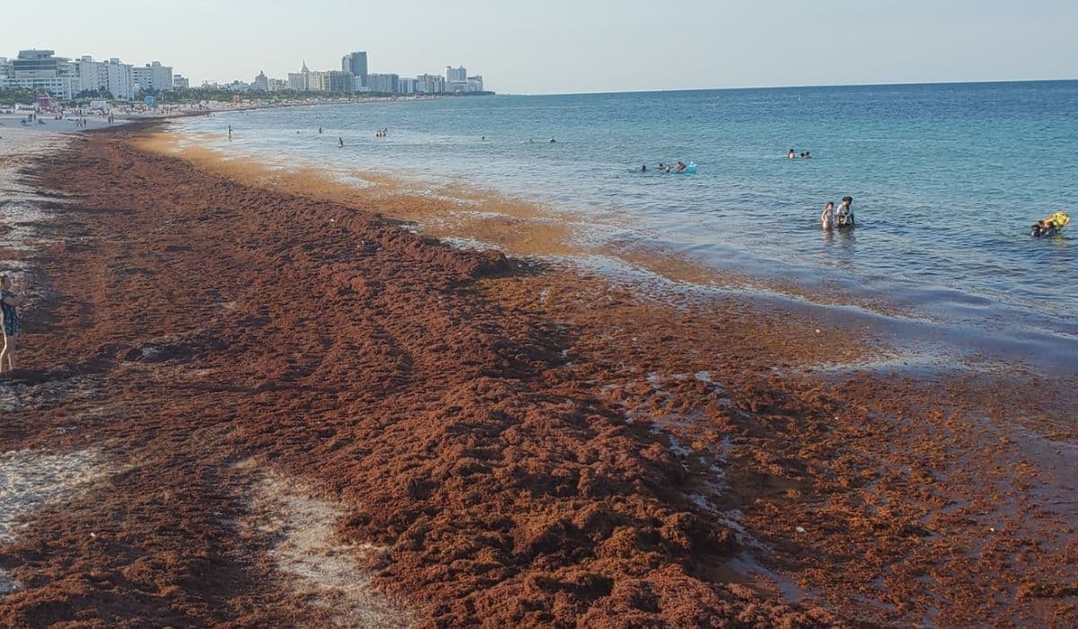 Another Caribbean Island on High Alert Due to Massive Sargassum Invasion